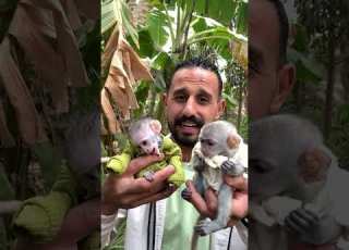 حيوانات ابو آسيا نسناس بيبي
