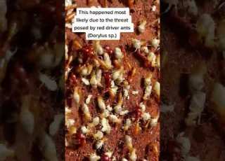 كيف تموت مستعمرة النمل الأبيض بكل سهولة