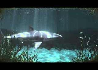 Shark Attack At Aquarium Shark Eats Visitors Disturbing Graphic