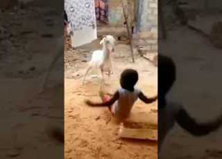 Na Manbe Re Shortsfeed Funnyvideo Youtubeshorts Shorts Trendingshorts Viral Viralvideo