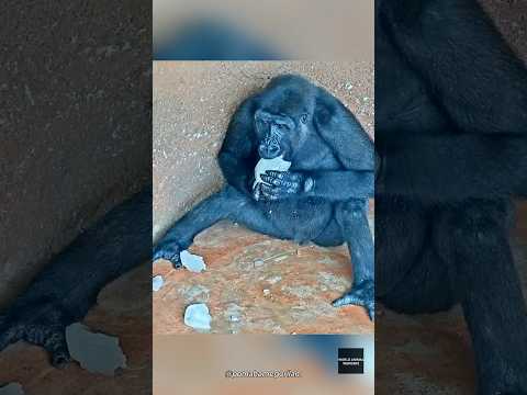 Ajabu Vs Ice Round 2