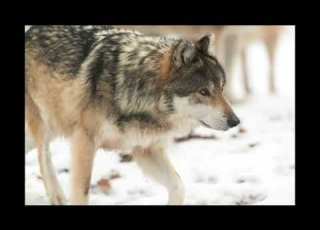  Wolf Sounds Part 1