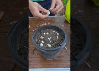 زراعة الثوم في دقيقة زراعة الأسطح زراعة فلسطين ابلور Plants سماد