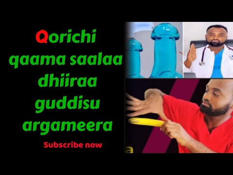 Qorichi Qaama Saalaa Dhiiraa Guddisu Argameera
