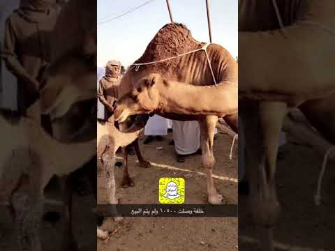 اسعار الابل الحمر بسوق المرقاب الاربعاء ٢٤ ٤ ١٤٤٢ الموقع مكه قهوة الجبل