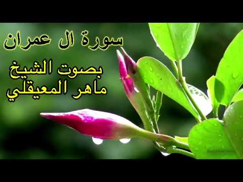 سورة ال عمران كاملة بدون اعلانات بصوت الشيخ ماهر المعيقلي