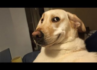  Funniest Labradors In The World Forever Puppy Energy