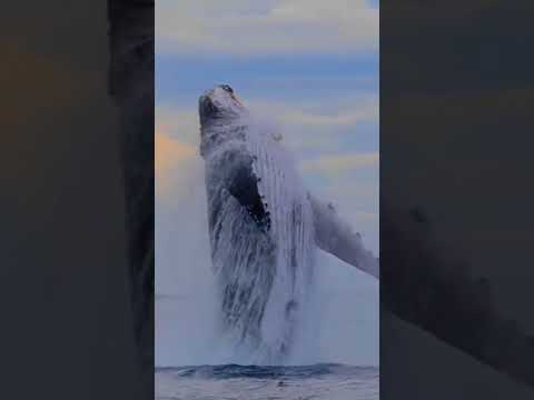 صوت الحوت الازرق المرعب كرم ابراهيم Shorts