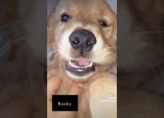 روكيي