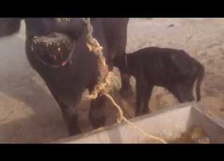  Ton Bhala Gul Aa Cha Mumtaz Moli New Super Hit Song 2022