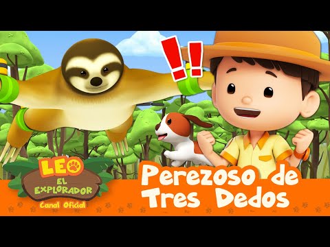 Perezoso De Tres Dedos Una PEREZA Que Puede Moverse En Un INSTANTE Leo El Explorador