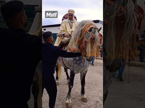 خيول الفنتازيا Shorts 478