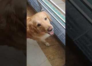  Funny Comedy 2025 Goldenretriever Dog Viral Dociousofficial Ytshorts