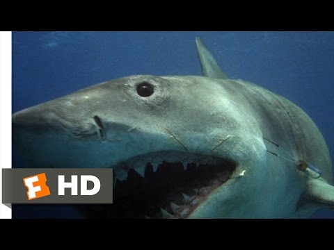Jaws The Revenge 4 8 Movie CLIP The Shark Hunts Michael 1987 HD