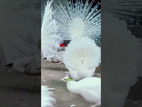 تعرف على الطاووس الأبيض الناذر