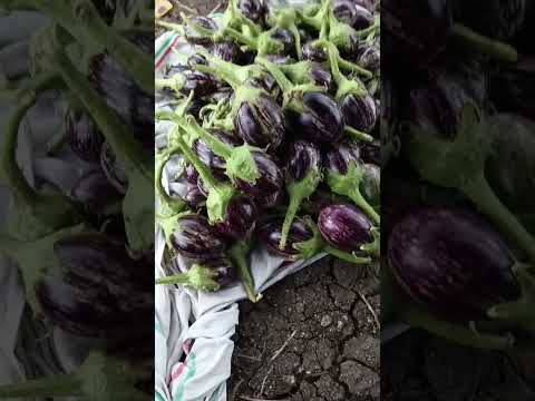 Vangi Sheti Trending Farmer Farming Brinjal