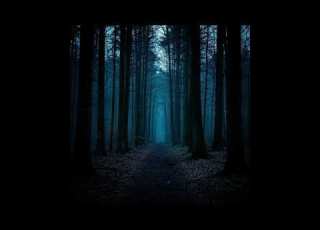  LTNS Dark Forest Slowed Reverb