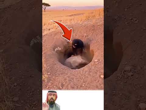 كن حذر ا قبل أن تدخل الحفرة فقد ينتظرون اللحظة ليسقطوا الصخرة فوقك اكسبلور لايك Funny