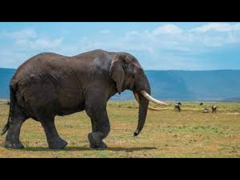 MAAJABU YA MAVI YA TEMBO KATIKA TIBA NA UCHAWI NO 1