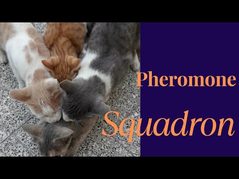 3 Toms Vs 1 Queen From Pheromone Fire To Icy Apathy