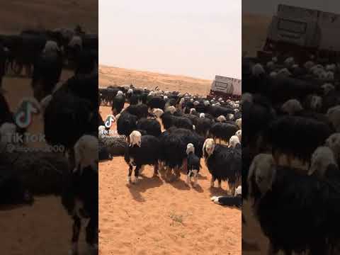 اغنام نجدية للعرض اذكروا الله