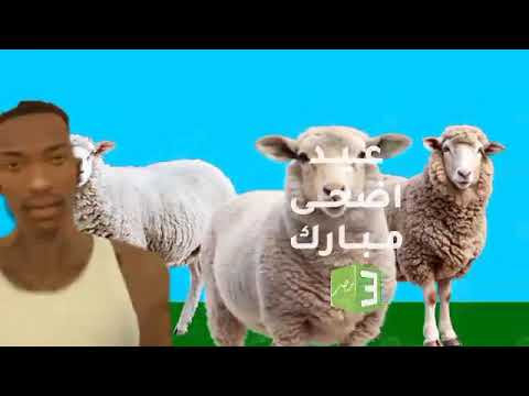 فاصل عيد اضحى مبارك على قناة امبيسي مصر 3 2026