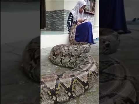 Instagoodmyphoto Visualambassadors Folkgood Peopleinframe Highsnobiety فتاه ثعبان يبتلع فتاه