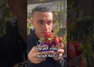 نتيجة الفراولة بعد 4شهور Gardening ابلور علوم الزراعه Explore Arabic Music Love