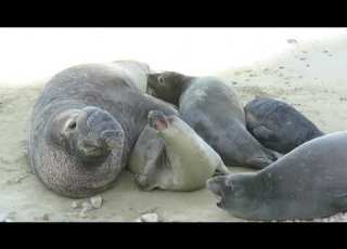  Male Elephant Seal Trying To Mate With Female And A Pup Almost Getting Squished