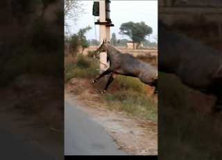  Nilgai Nilgai Accident Nilgai Kaisi Hoti Hai Nilgai Bhagane Ka Tarika Nilgai Ki Awaaz