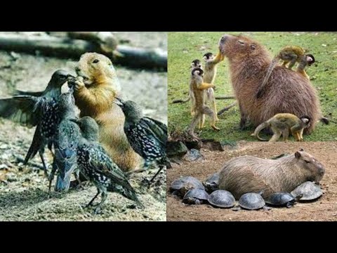 NGEKEWA MNYAMA MWENYE SIRI YA UTAJIRI Mnyama Mwenye MVUTO Wa AJABU Wa PESA Anapendwa Na Wote