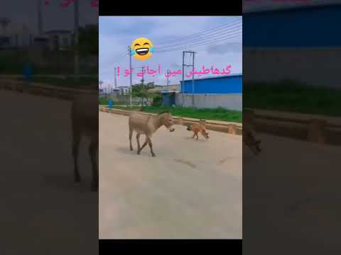 Donkey Donkeykong Gadha Pagal Ho Gaya