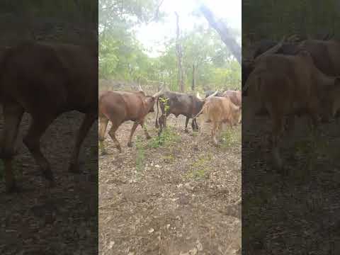 SAWAKA JIKUNGU UJUMBE WA NZIKU JANE