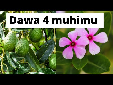 Hakikisha Umepanda Miti Hii Nyumbani Kwako Hakikisha Umepanda Miti Hii Nyumbani Kwako