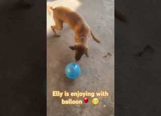  Elly Ki Masti Ka Koi Limit Hi Nhi Hai Guys Dogsvideos Funny Funniestvideo Funnydoglover