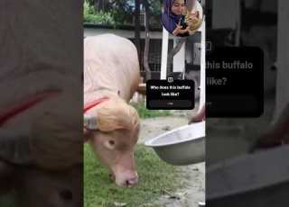  Who Does This Buffalo Look Like جهت طنزشبیه چه شخص معروفی هست این بوفالوبنگالی Funny طنز Iran Music