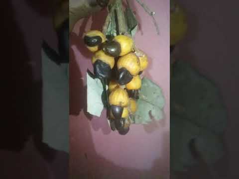 Delicious Marking Nut Cashew भ ल व ब ब ब Shorts Markingnutcashew Midicinalfruit