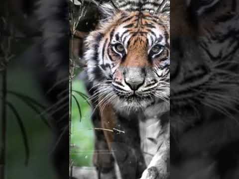 النمر اول ما ليظهر يخض