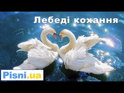 Ярослав та Галина Борути Лебеді Кохання