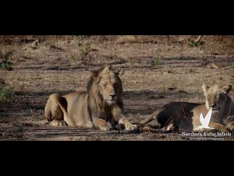 Northern Kafue Safaris