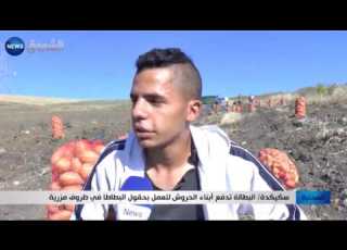  سكيكدة البطالة تدفع أبناء الحروش للعمل بحقول البطاطا في ظروف مزرية