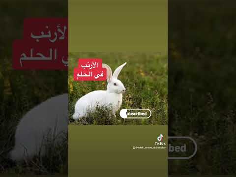 تفسير رؤية الأرنب في الحلم للفتاة و الشباب تفسير رؤية الأرنب في الحلم للفتاة و الشباب
