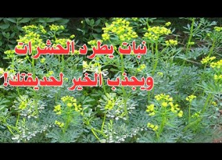  هل تبحث عن نبات طارد للحشرات إليك الشذاب وأفضل مكان لزراعته Ruta Graveolens