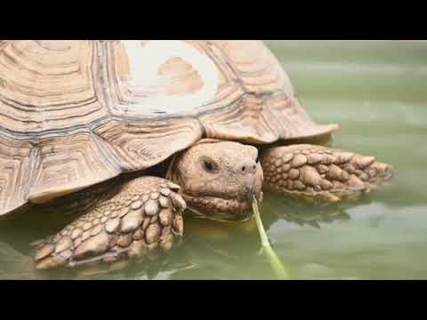 Turtle Sounds