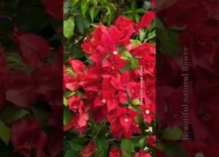  Nature Bougainvillea Flower In The World Flowers Nature Rose Terracegardenindia