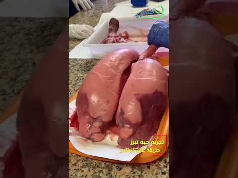 تجربه حية تبرز عملية التنفس لدى الرئتين تجربه حية تبرز عملية التنفس لدى الرئتين