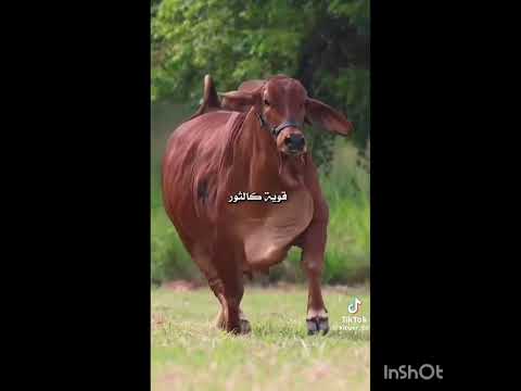 صديقتي العزيزه كيف لا احبك وانتي