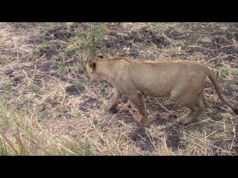 Close Encounter With Lions