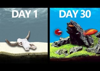 I Simulated A Lake For 30 Days
