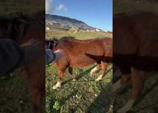  سندوخان بغا يدير كونبا مع كبيو